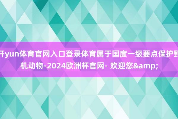 开yun体育官网入口登录体育属于国度一级要点保护野机动物-2024欧洲杯官网- 欢迎您&