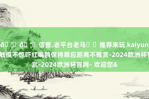 🦄🦄信誉.老平台老马✔️推荐来玩 kaiyun欧洲杯app不触摸不惊吓红嘴鸥保持顺应距离不雅赏-2024欧洲杯官网- 欢迎您&
